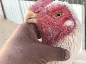 تخم لاری نطفه دار اصل