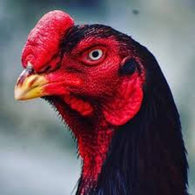 خروس لاری نژاد اصلی
