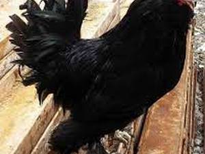 تخم مرندی اصل نطفه دار