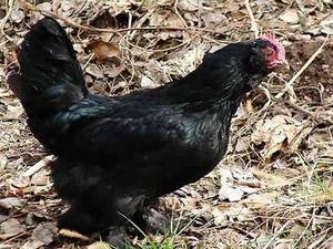 تخم مرندی اصل نطفه دار