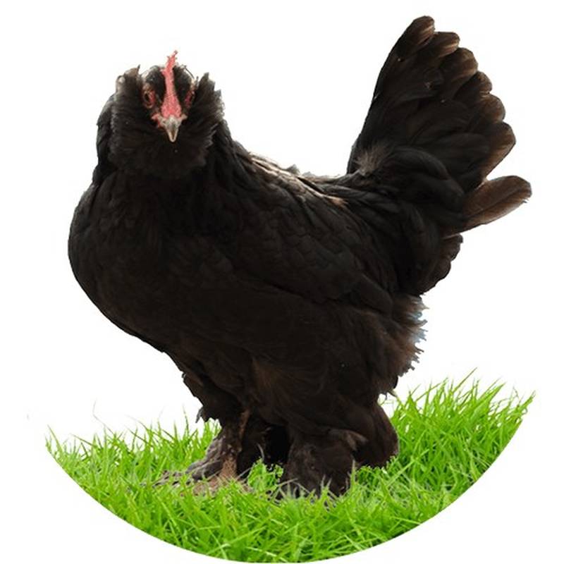خروس مرندی اصل