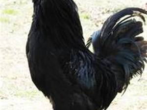 نرخ و خروس مرندی