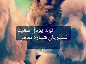 نگهداری و آموزش توله پودل