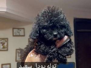 نگهداری و آموزش توله پودل