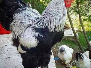 عرضه تخم مرغ و خروس  برهما