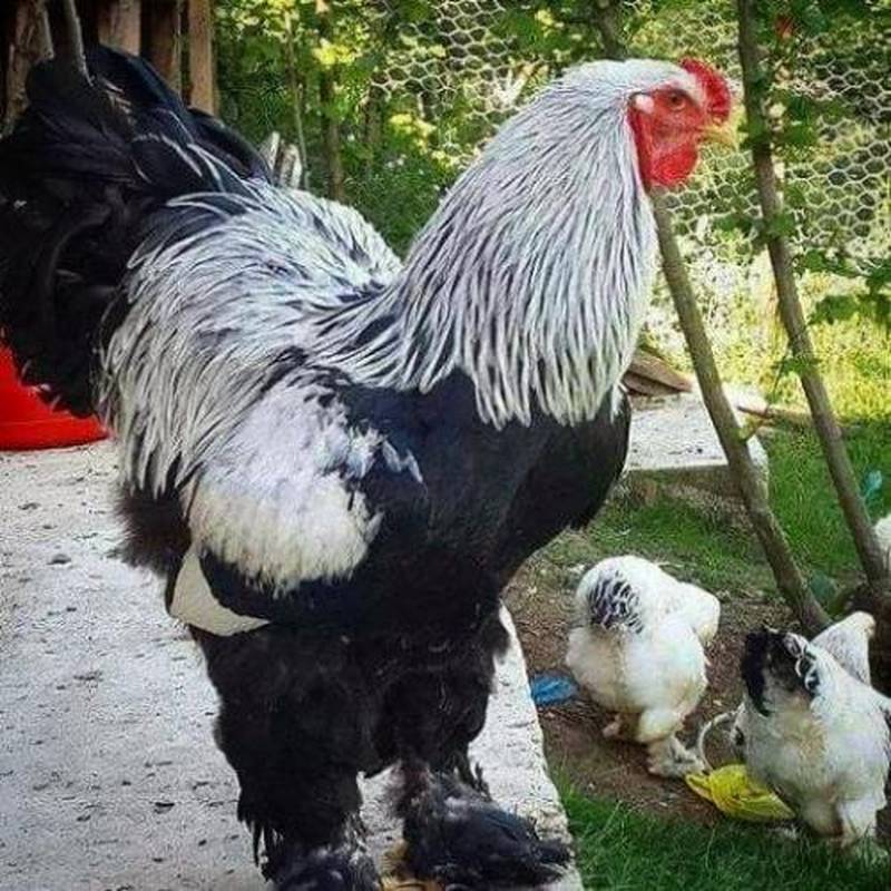 عرضه تخم مرغ و خروس برهما