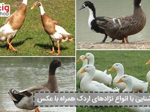 فروش تخم خوراکی اردک