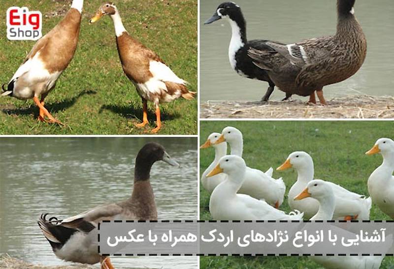 فروش تخم خوراکی اردک