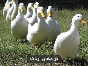 تخم اردک خوراکی