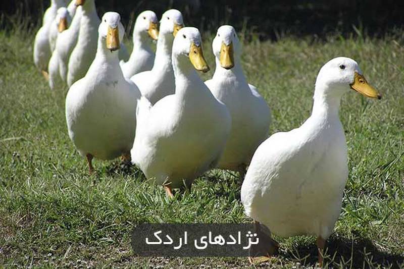 تخم اردک خوراکی