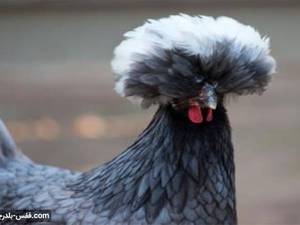تخم نطفه دار مرغ لهستانی