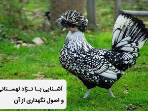 تخم نطفه دار مرغ لهستانی اصل