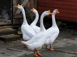 تخم نطفه دار قوغاز