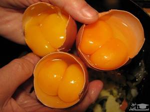 تخم مرغ طبیعی و دوزرده