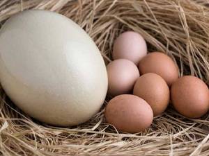 تخم شتر مرغ طبیعی و ارگانیک