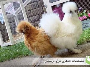 مرغ ابریشمی تخم نطفه دار