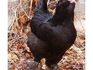 سفارش جوجه کشی مرغ و خروس لاری