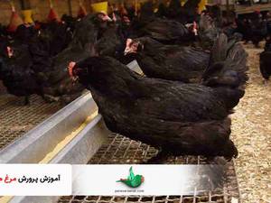 تخم نطفه دار مرغ و خروس مرندی اصل