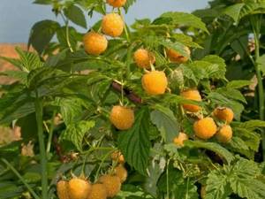 فروش نهال تمشک اناناسی باردار