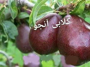 نهالستان خوب در سردشت