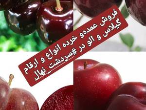 پرورش و فروش نهال هلو، شلیل، الو، گیلاس 