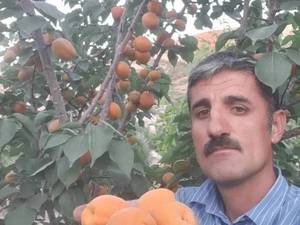 فروش نهال هلو انجیری در سردشت