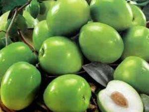 تولید و پرورش نهال دو ساله گوجه سبز