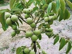 نهال گردو یک سالە  زودبازدە و پربار 