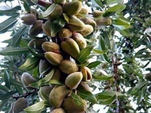 فروش نهال دوسالە بادام رقم تونو 