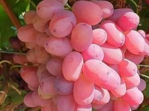 انواع نهال انگور شانی و صاحبی و یاقوتی