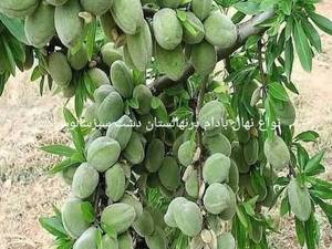 فروش انواع نهال بادام دیرگل فرانسیس