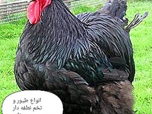 فروش تخم نطفه دار استرالورپ