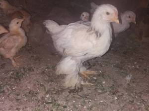 جوجه برهما ومرندی 