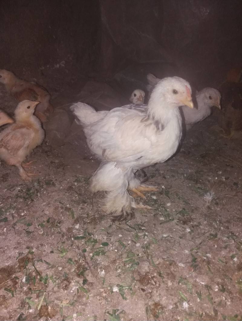 جوجه برهما ومرندی