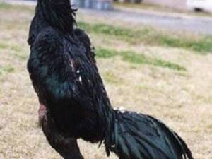 قیمت جوجه لاری یک روزه 