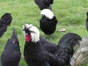فروش جوجه یک روزه مرغ لهستانی