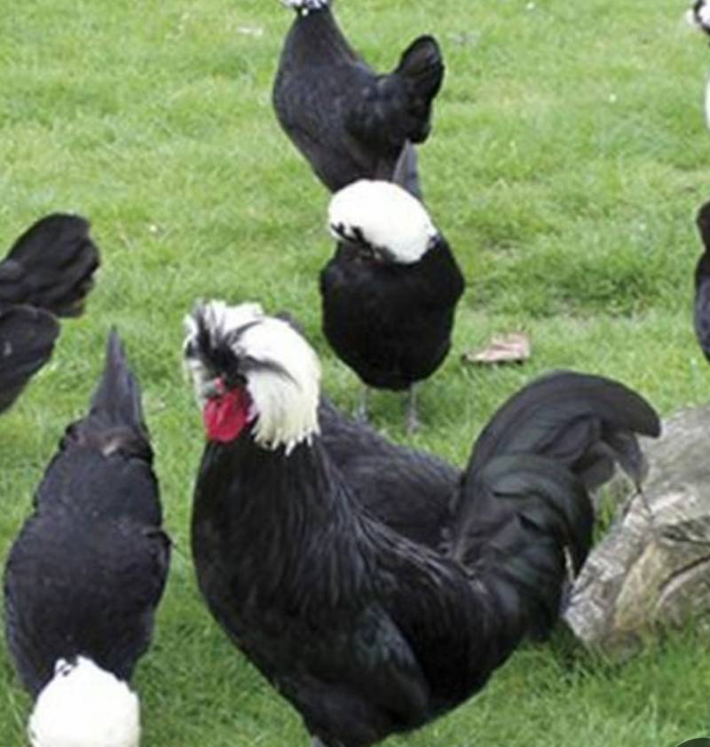 فروش جوجه یک روزه مرغ لهستانی