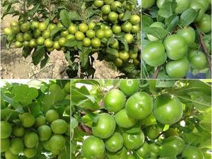 قیمت خرید نهال گوجه سبز