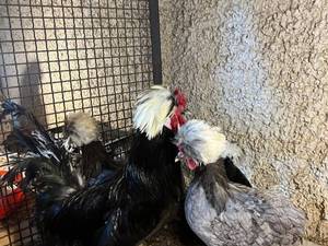 فروش جوجه و تخم نطفه دار لهستانی
