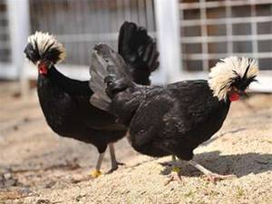 فروش جوجه لهستانی در اذربایجان غربی