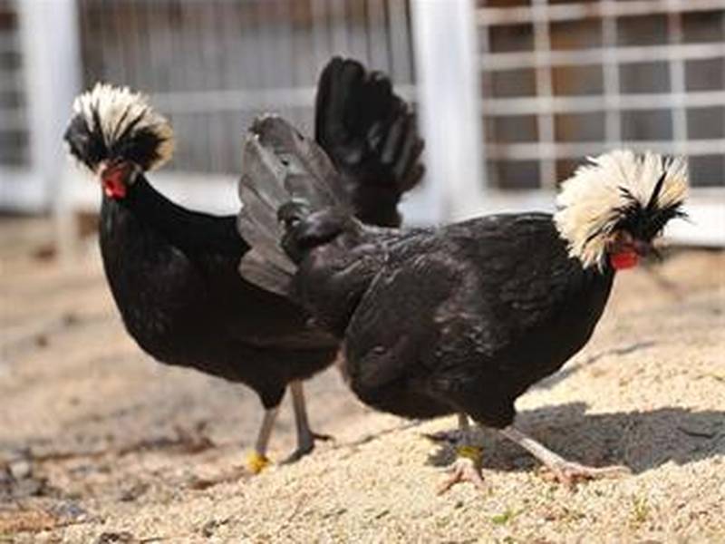 فروش جوجه لهستانی در اذربایجان غربی
