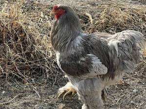 خرید جوجه برهما غول پیکر در زنجان