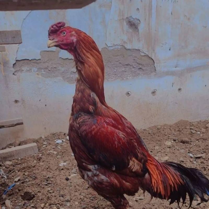 فروش جوجه لاری یک روزه در تهران