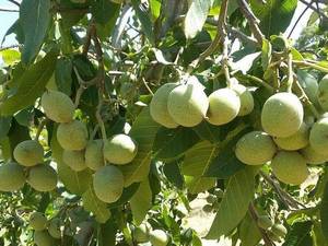 قیمت نهال گردو اسرائیلی