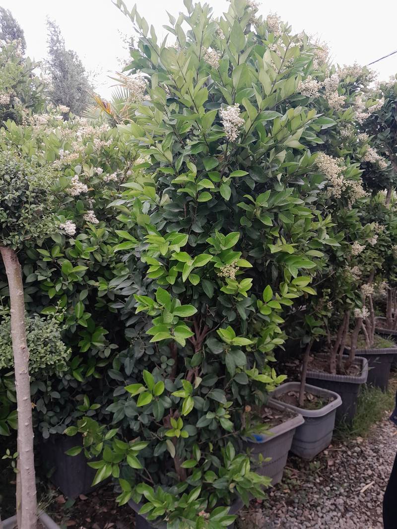 فروش درختچه یاس هلندی