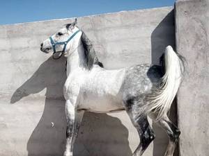 آموزش سوارکاری حرفه ای