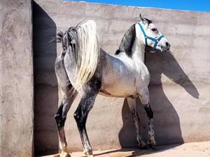 آموزش سوارکاری حرفه ای