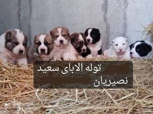 سگ‌های نگهبان الابای پارس می‌کنند