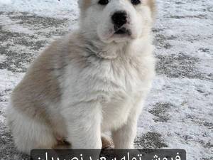 توله نر و ماده در رنگ های مختلف با کیفیت عالی و حرفه ای