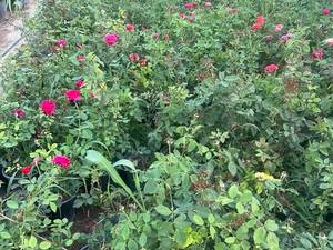 تولید و فروش گل رز هلندی در شهریار
